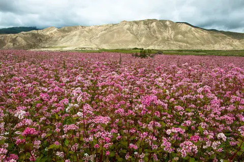 Buckwheat flower